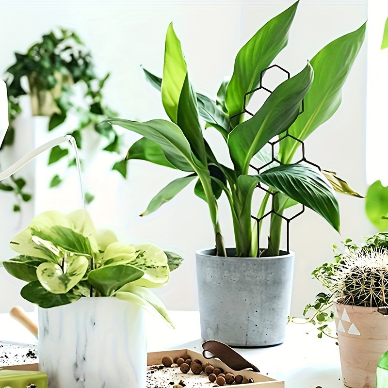 1PC Honeycomb Design Plant Tre - Plant Parenting recension och pris